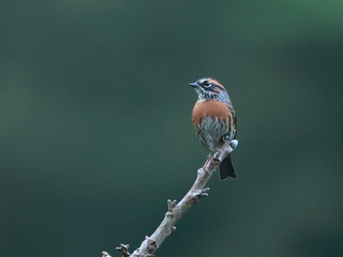 Acentor Pechirrufo - ML646740380