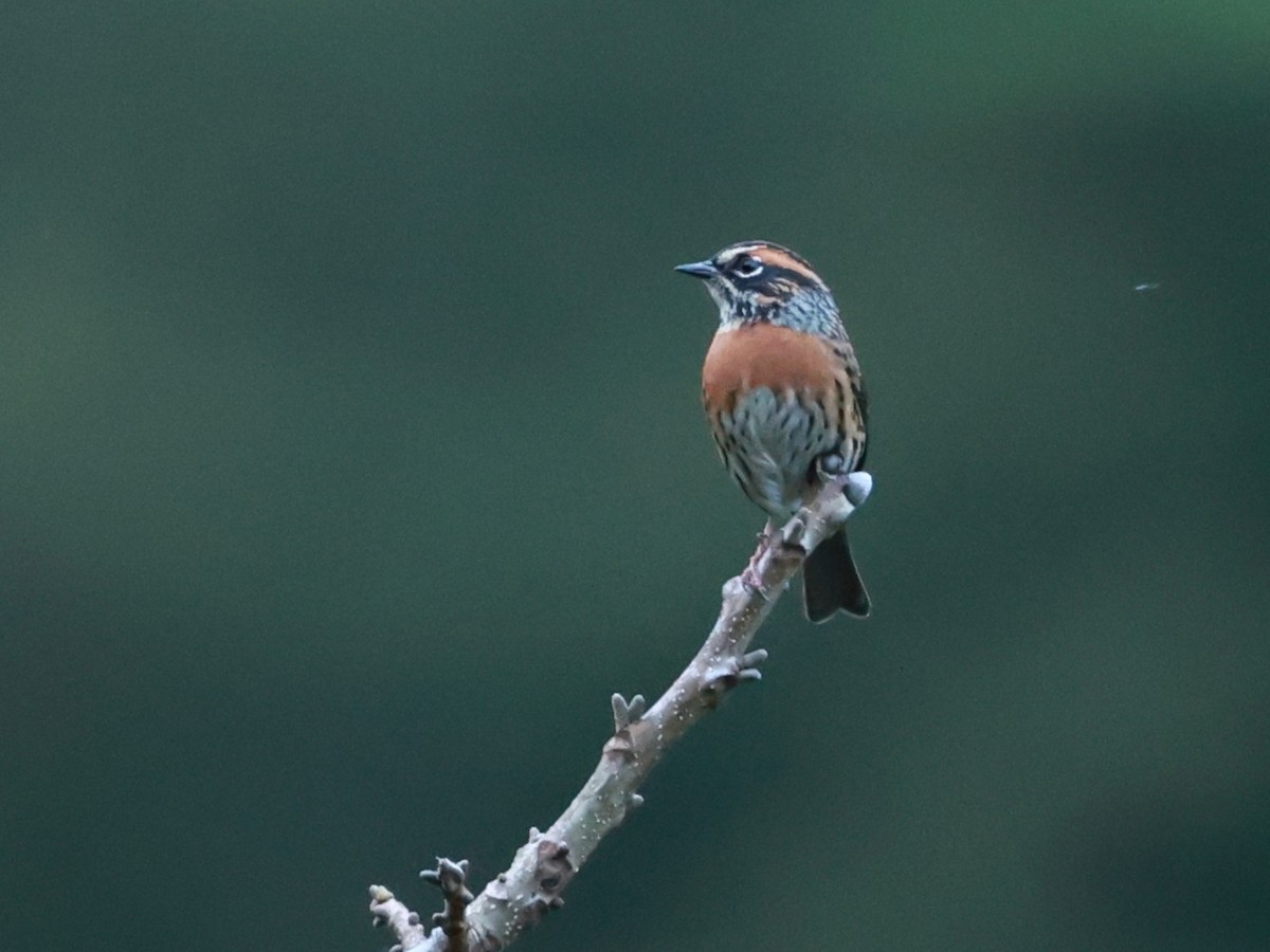 Acentor Pechirrufo - ML646740381