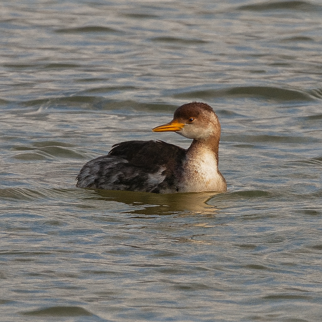 Red-necked Grebe - ML646740382