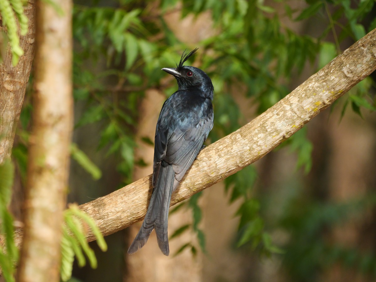 børstedrongo - ML646740383
