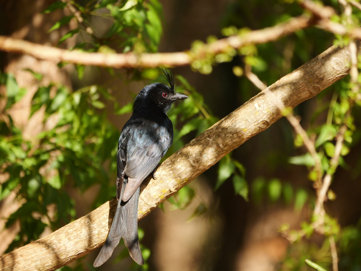 børstedrongo - ML646740384