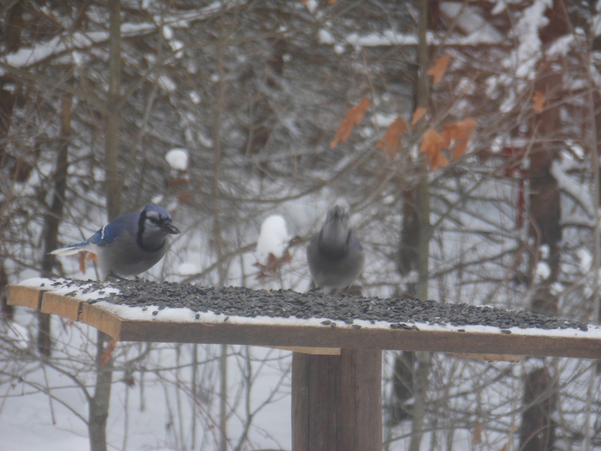 Blue Jay - ML646740388