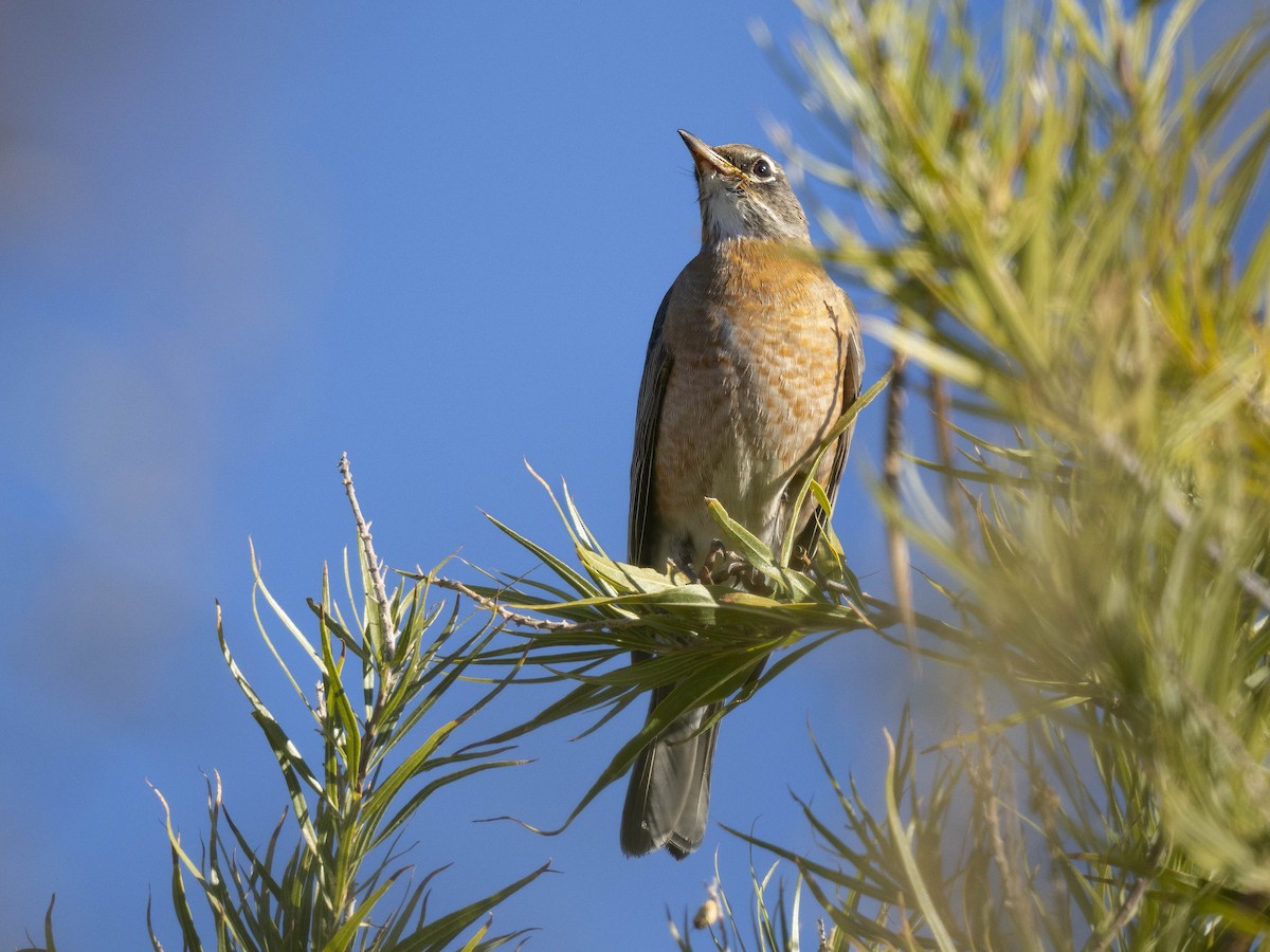 קיכלי נודד - ML646740389