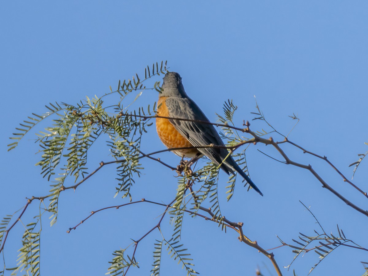 קיכלי נודד - ML646740390