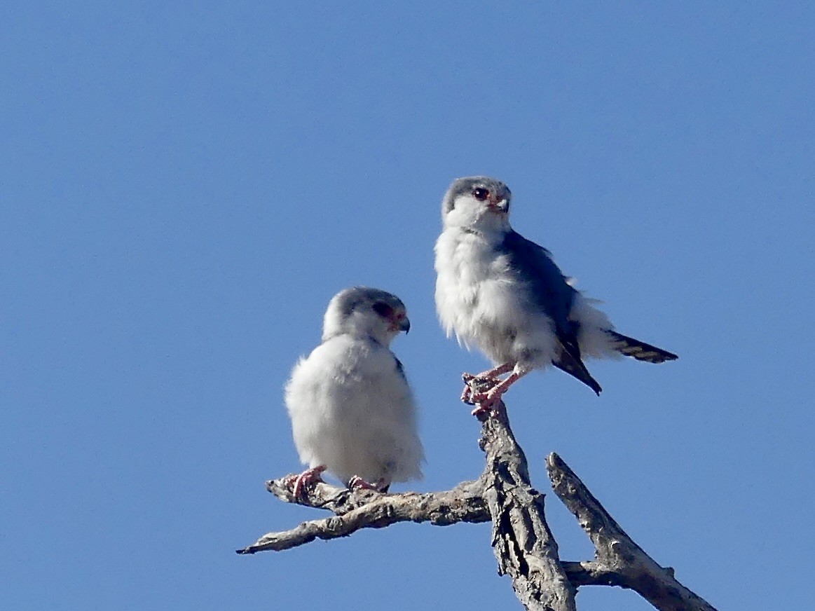 afrikapygméfalk - ML646740391