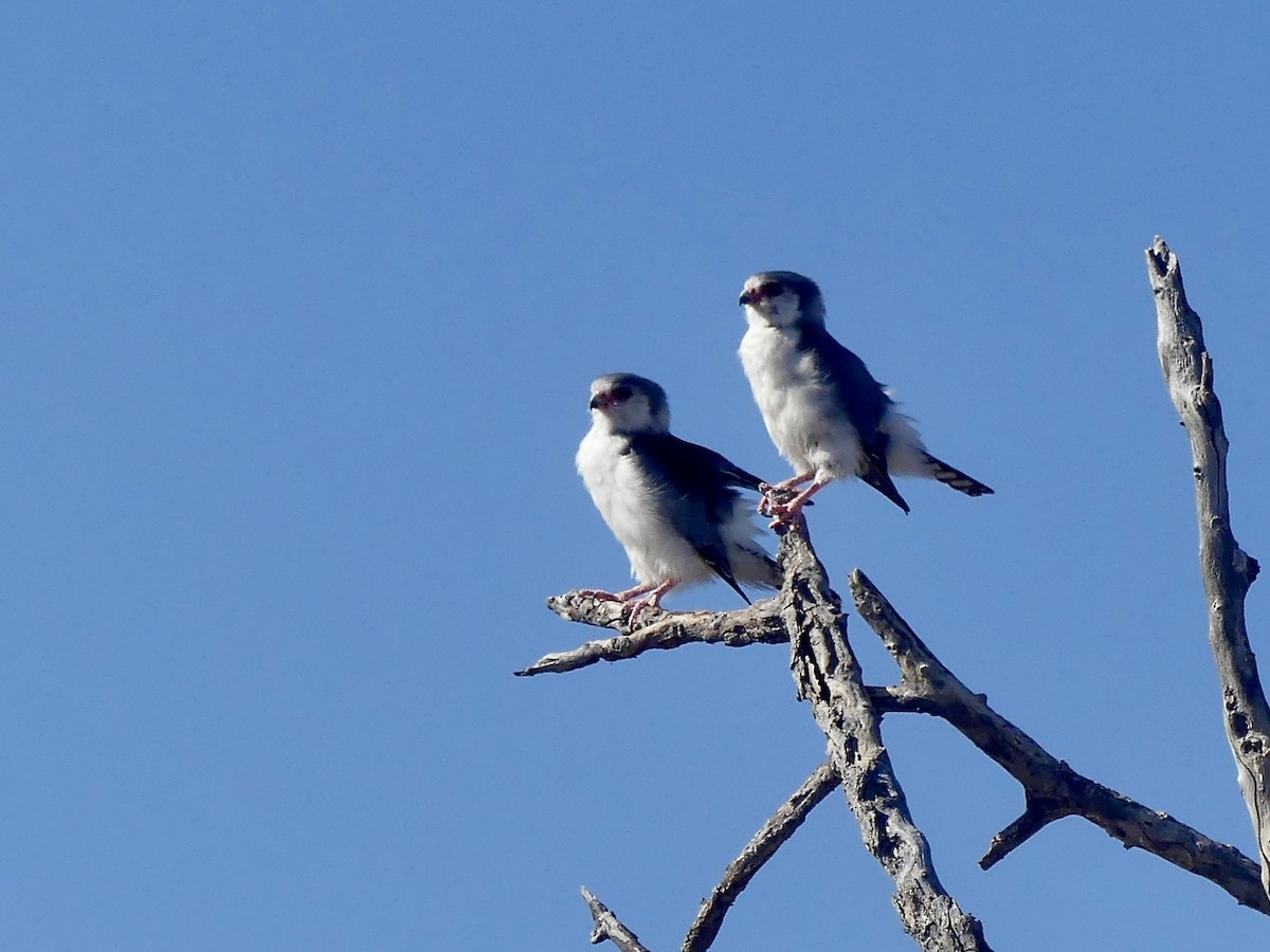 afrikapygméfalk - ML646740393