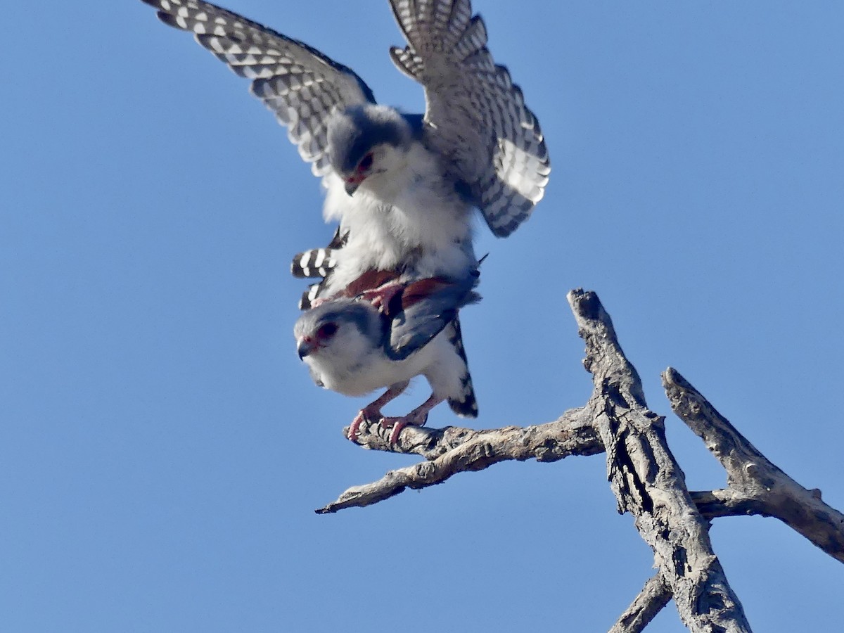 afrikapygméfalk - ML646740394