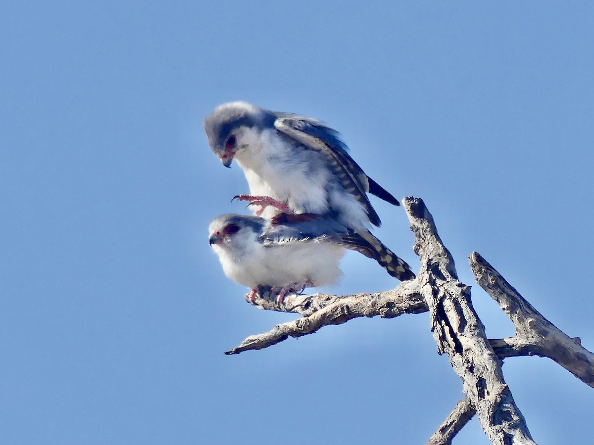 afrikapygméfalk - ML646740396