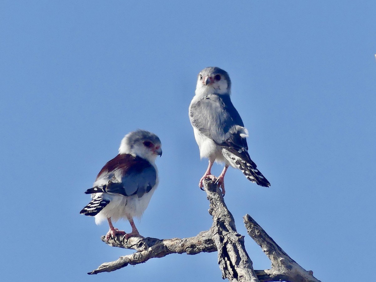 afrikapygméfalk - ML646740397