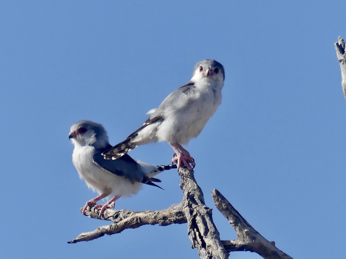 afrikapygméfalk - ML646740398