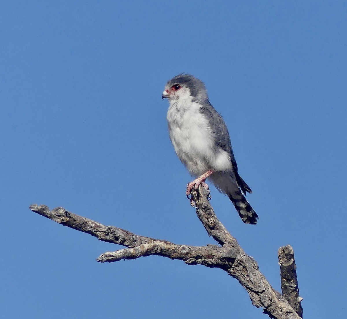 afrikapygméfalk - ML646740399