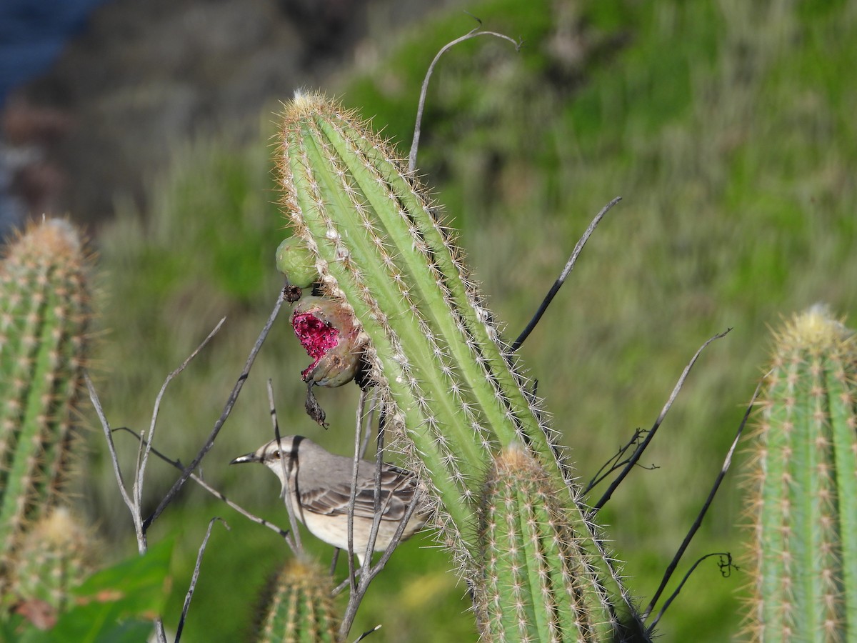 Tropikal Taklitçi - ML646740400