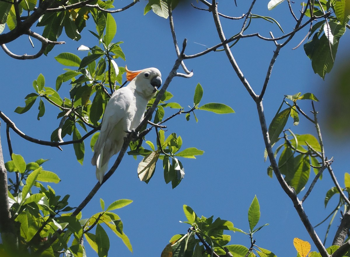 mangotoppkakadu - ML646740401