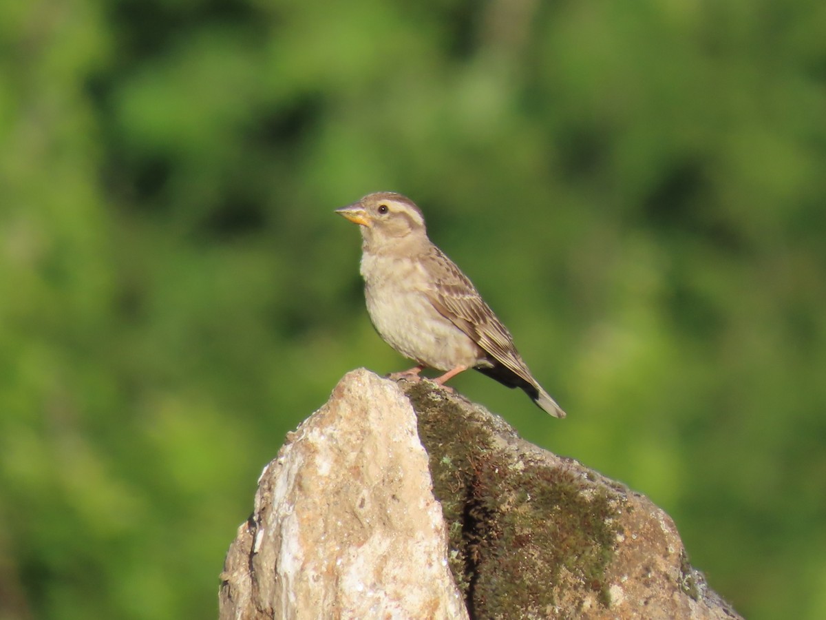 steinspurv - ML646740402