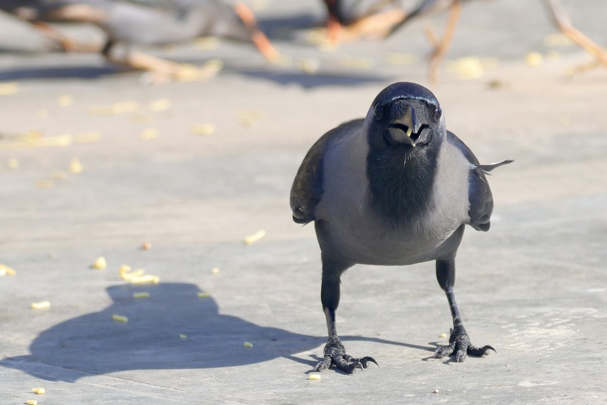 Домовая ворона - ML646740403