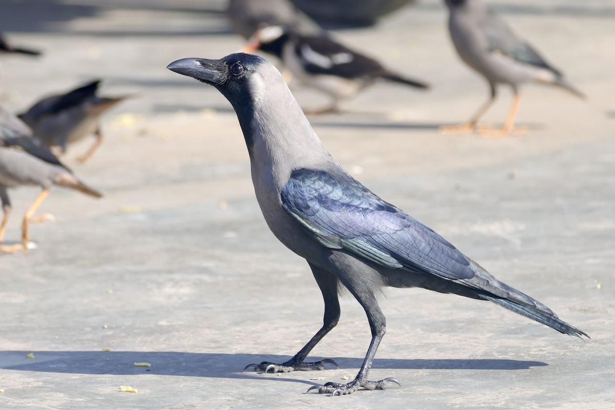 Домовая ворона - ML646740404