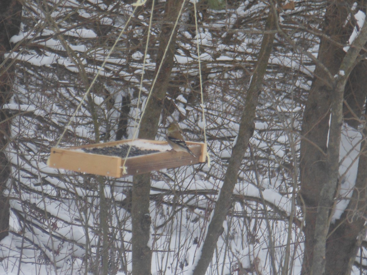 American Goldfinch - ML646740405