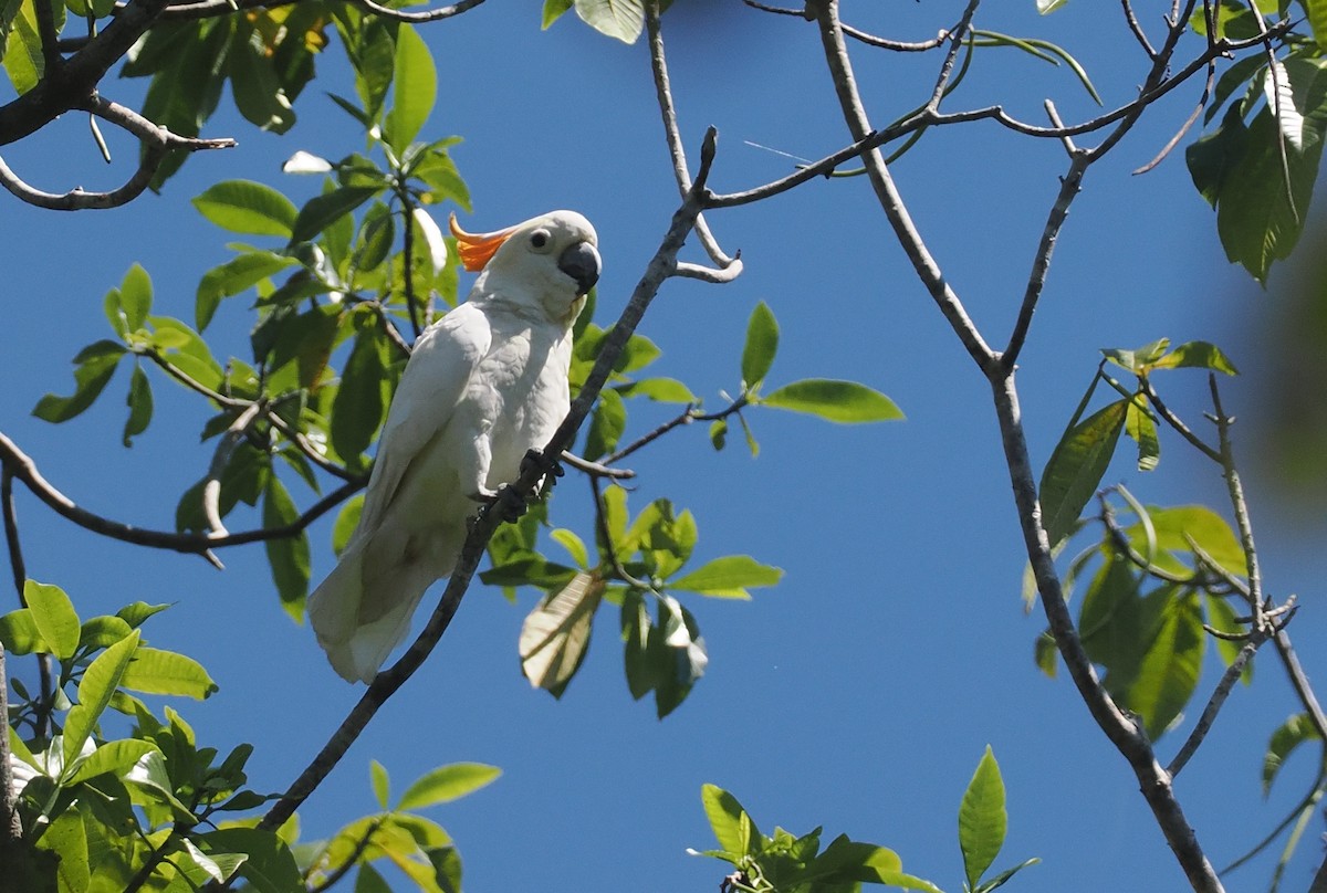 Sumba Küçük Sülfür Kakadusu - ML646740406