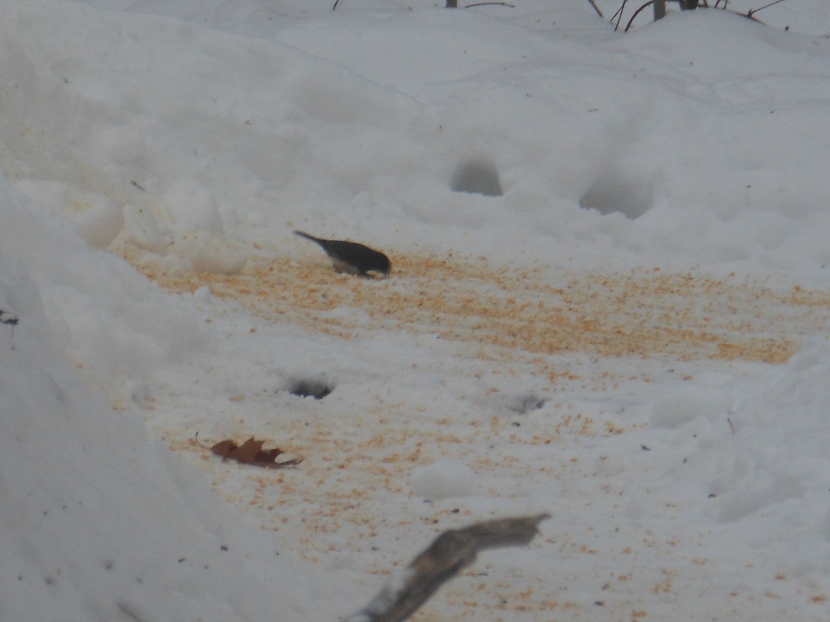 Dark-eyed Junco - ML646740408