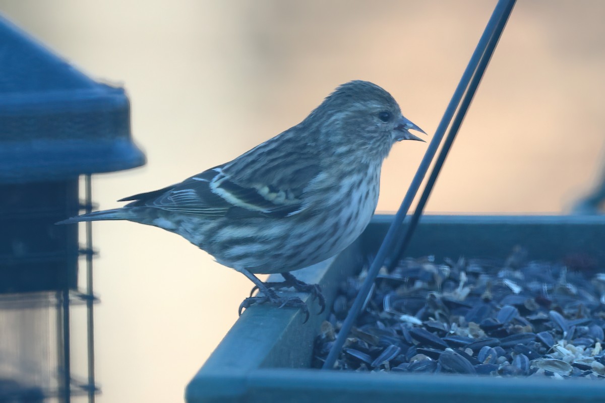 Pine Siskin - ML646740409