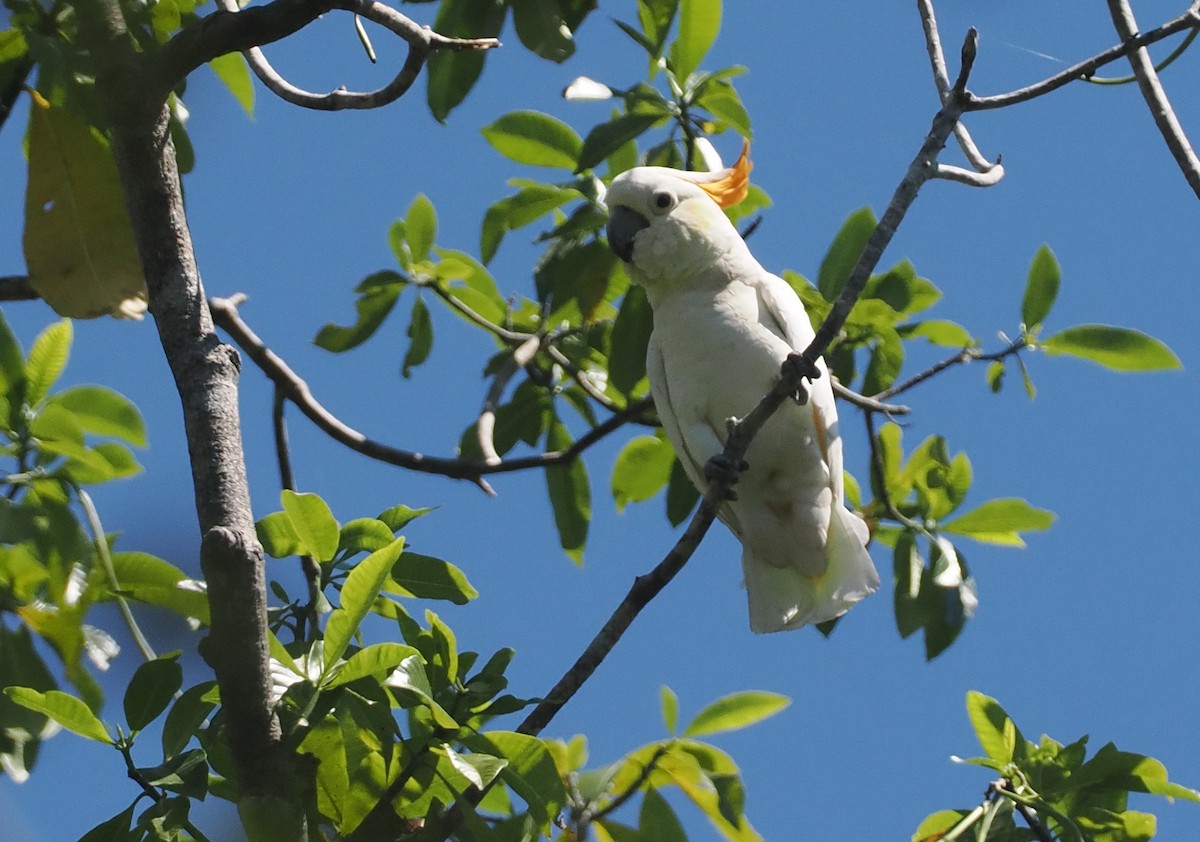 Sumba Küçük Sülfür Kakadusu - ML646740412