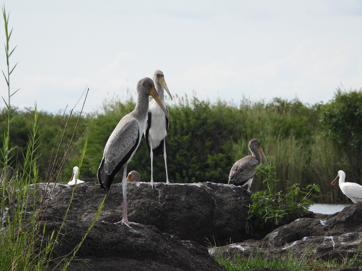 Yellow-billed Stork - ML646740421