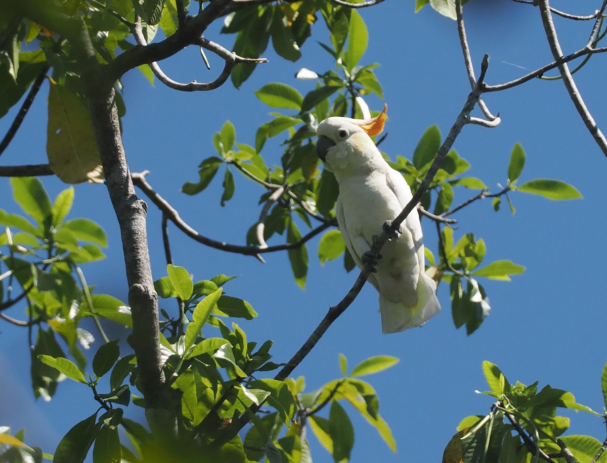 Sumba Küçük Sülfür Kakadusu - ML646740426