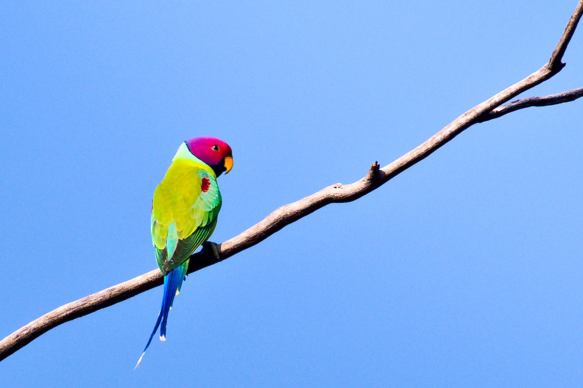Plum-headed Parakeet - ML646740432