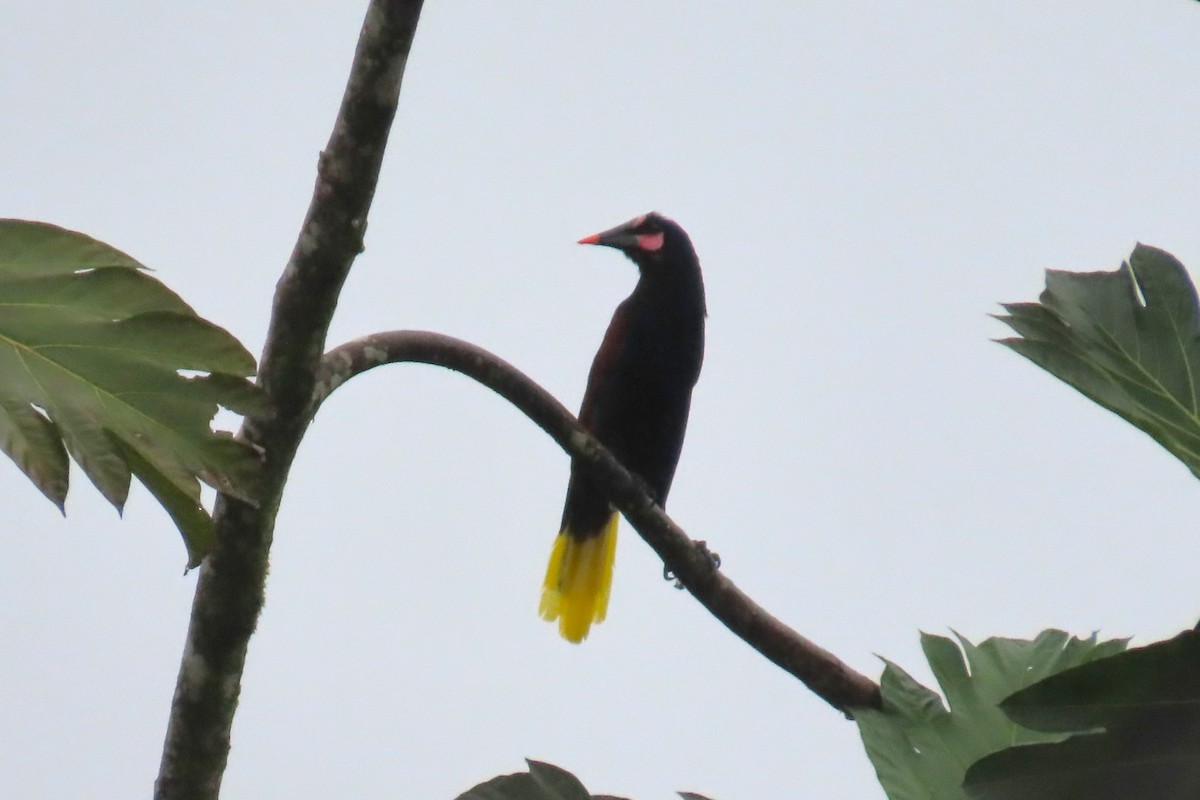 Конота колумбійська - ML646740436