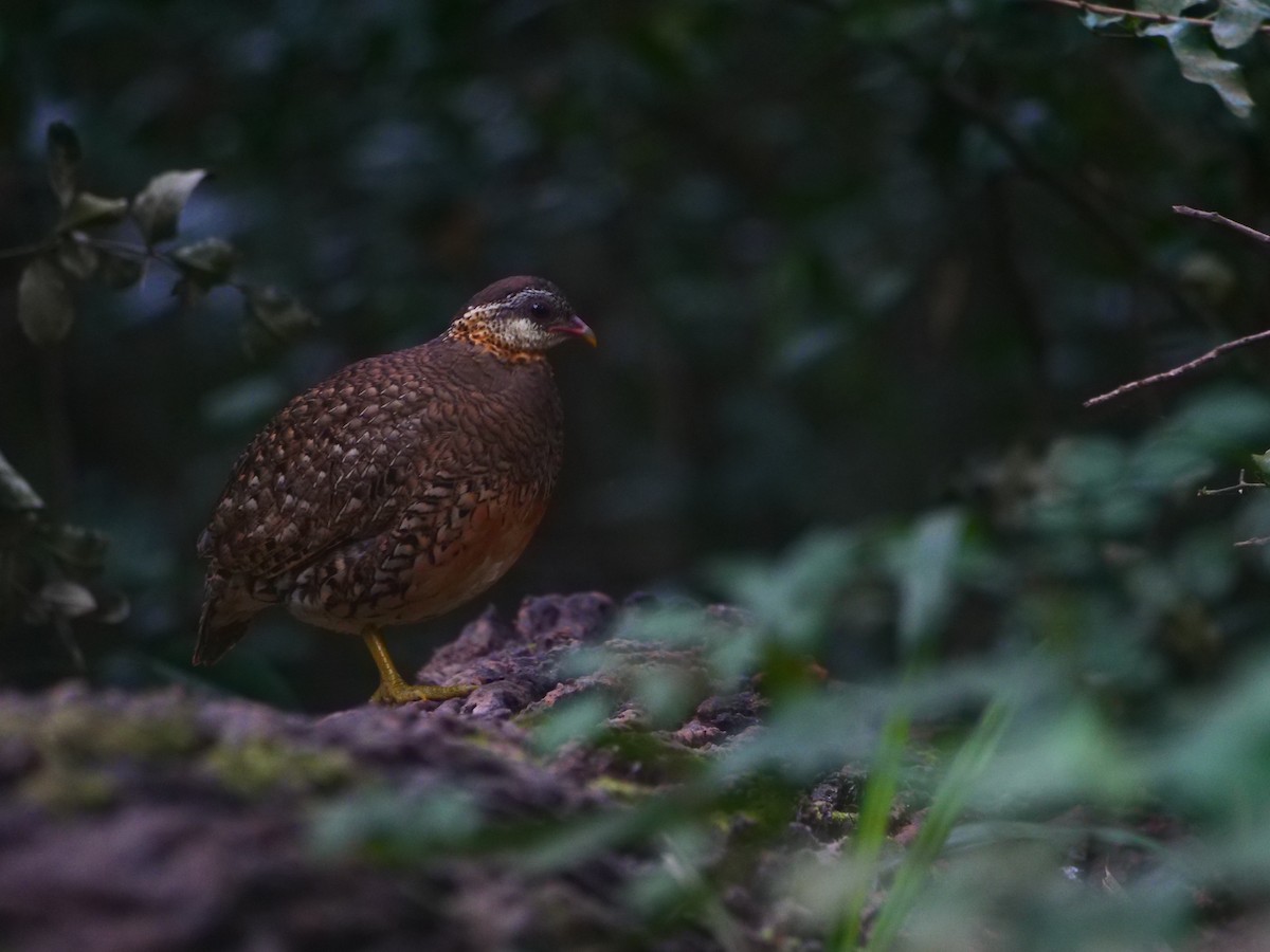 Scaly-breasted Partridge (Green-legged) - ML646740437