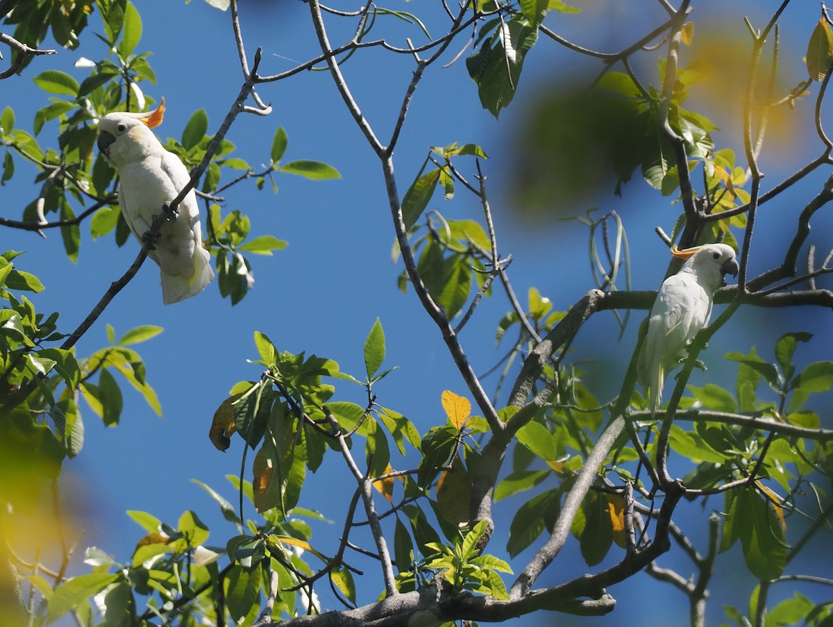 Sumba Küçük Sülfür Kakadusu - ML646740440