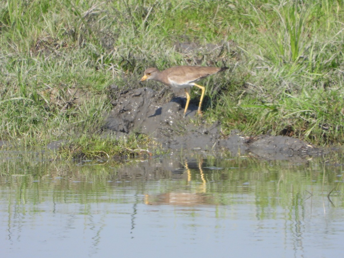 Gray-headed Lapwing - ML646740441