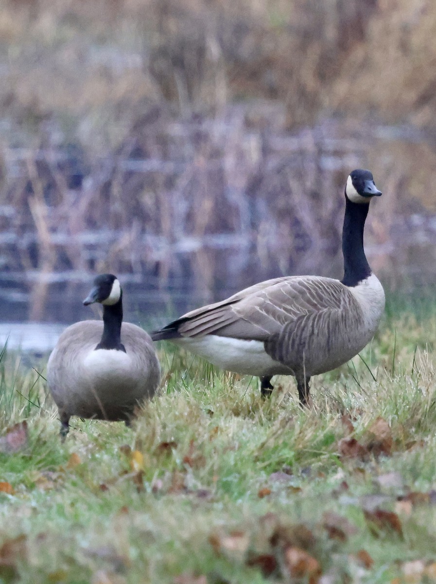 Kanada Kazı (moffitti/maxima) - ML646740442