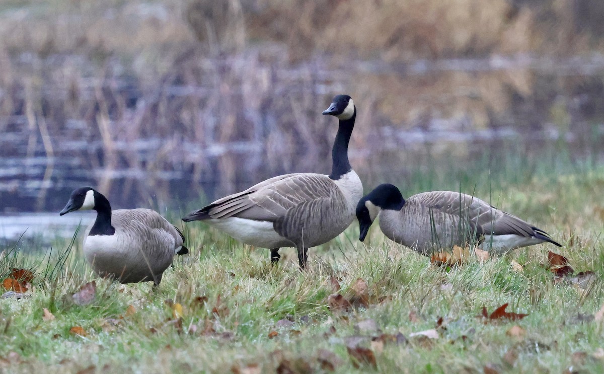 Kanada Kazı (moffitti/maxima) - ML646740444