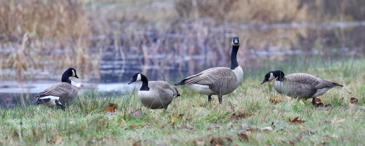 Kanada Kazı (moffitti/maxima) - ML646740445