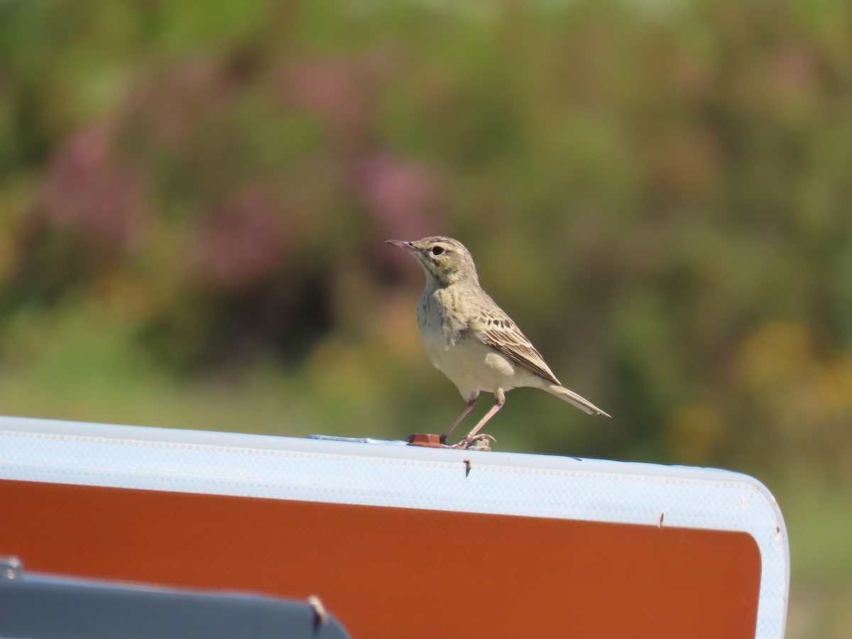 Tawny Pipit - ML646740447