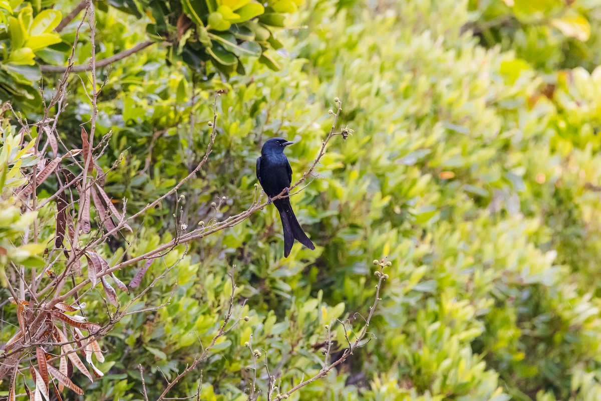 大卷尾 - ML646740448