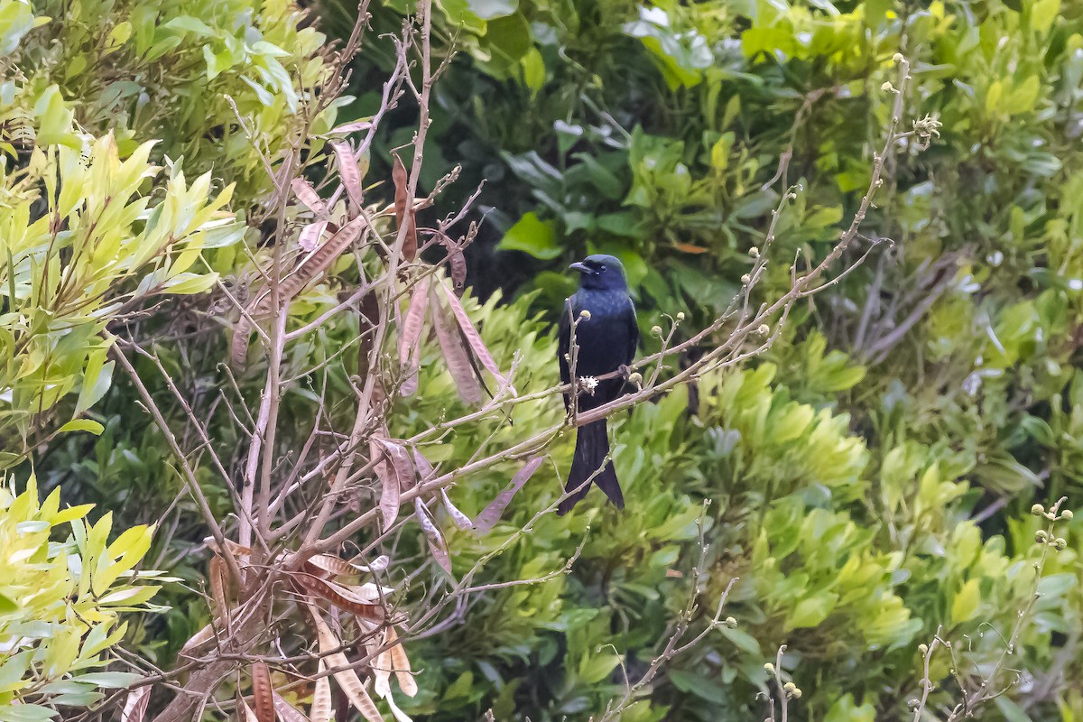 大卷尾 - ML646740449