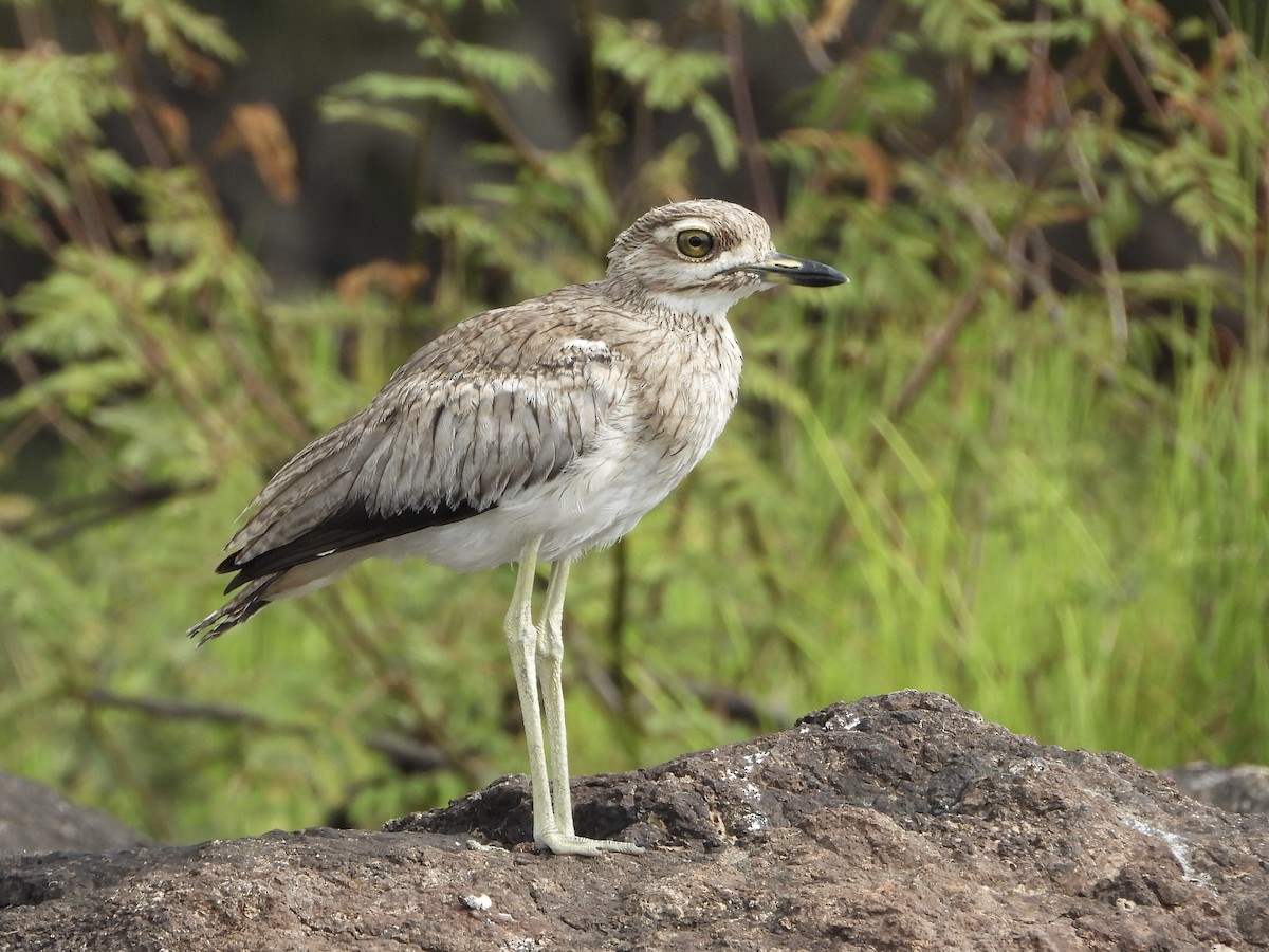 Water Thick-knee - ML646740450