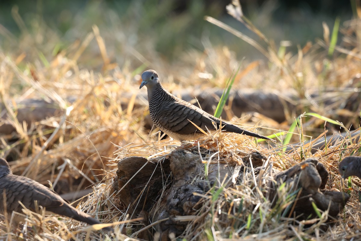 Zebra Dove - ML646740455