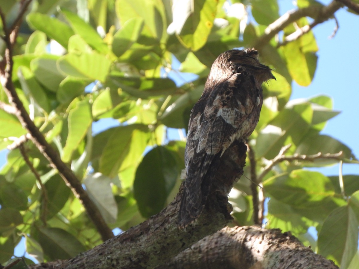 Common Potoo - ML646740456