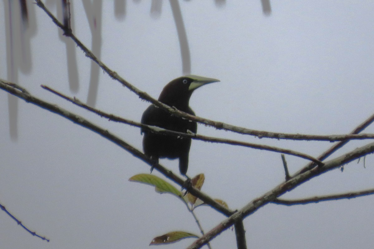 Chestnut-headed Oropendola - ML646740457