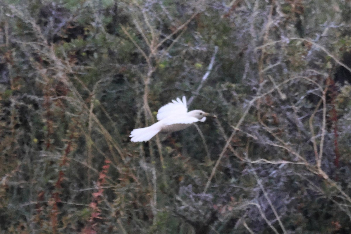 Scale-throated Earthcreeper - ML646740458