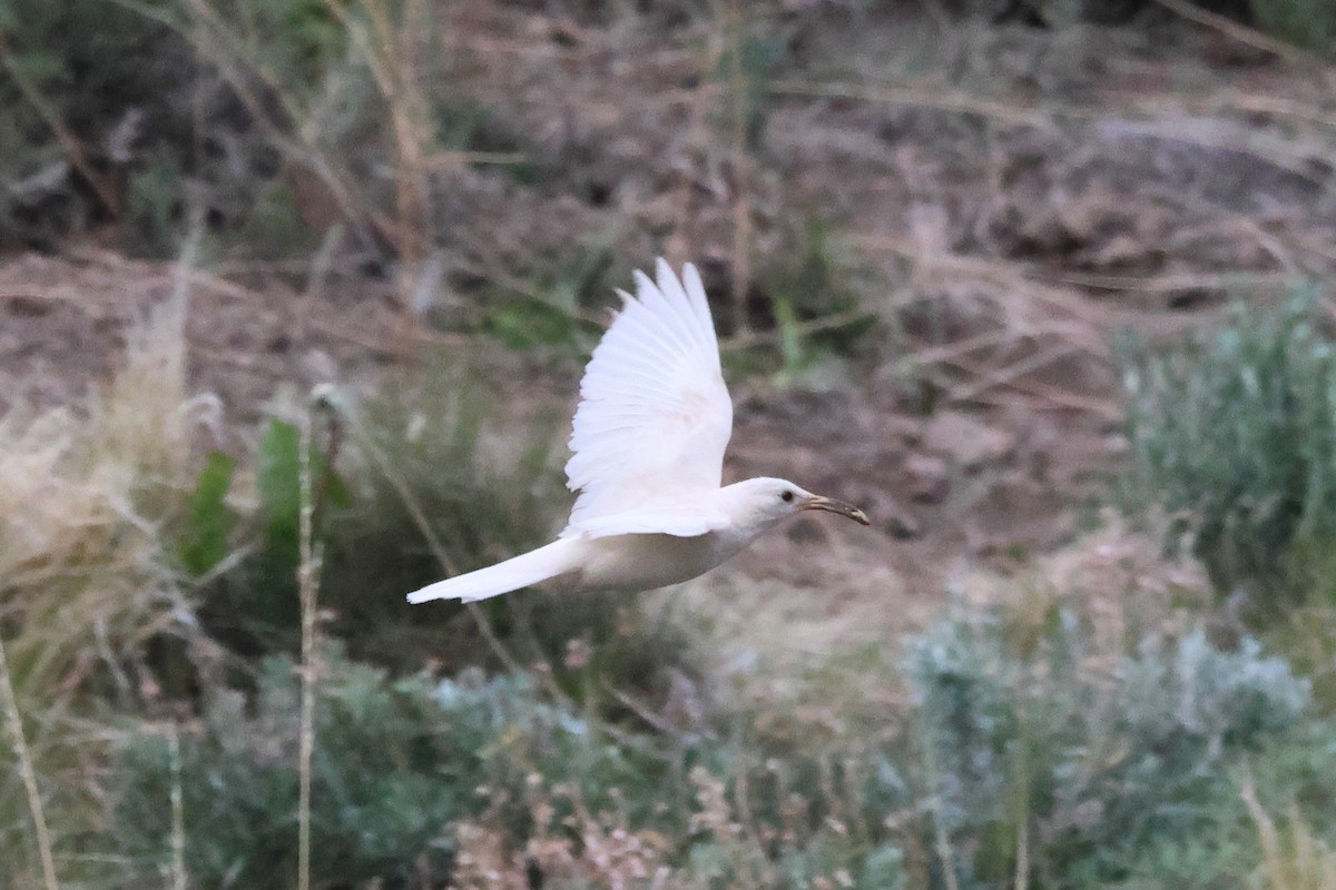 Scale-throated Earthcreeper - ML646740459