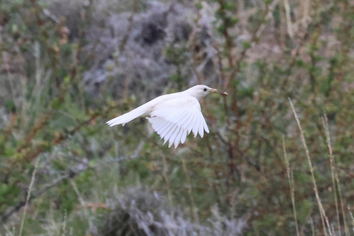 Scale-throated Earthcreeper - ML646740460