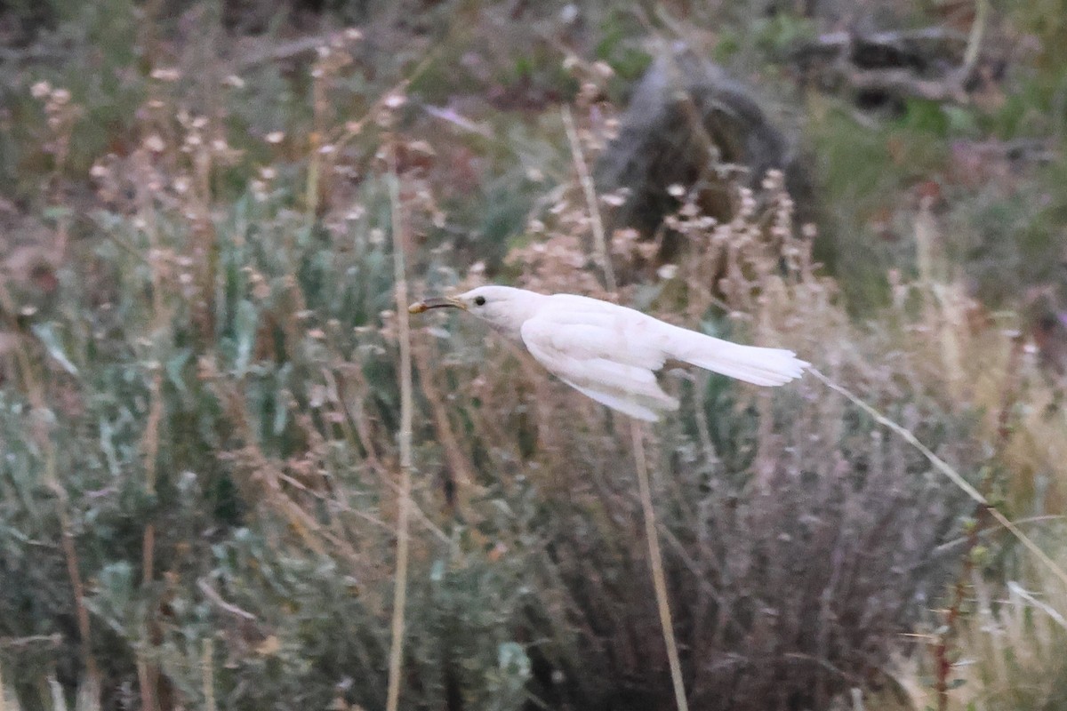 Scale-throated Earthcreeper - ML646740461