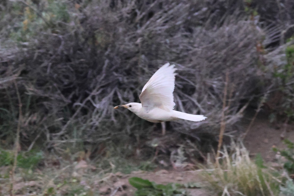 Scale-throated Earthcreeper - ML646740462