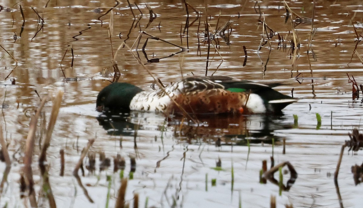Northern Shoveler - ML646740463