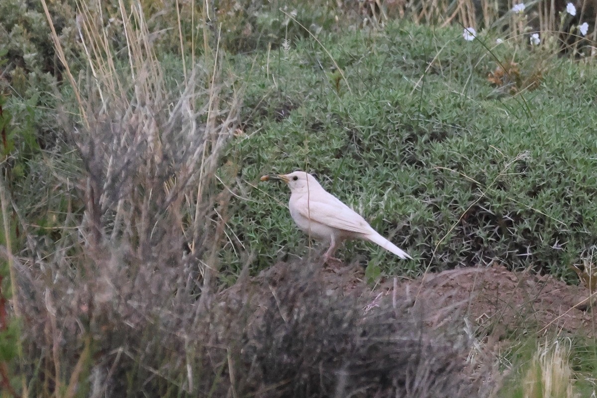 Scale-throated Earthcreeper - ML646740464