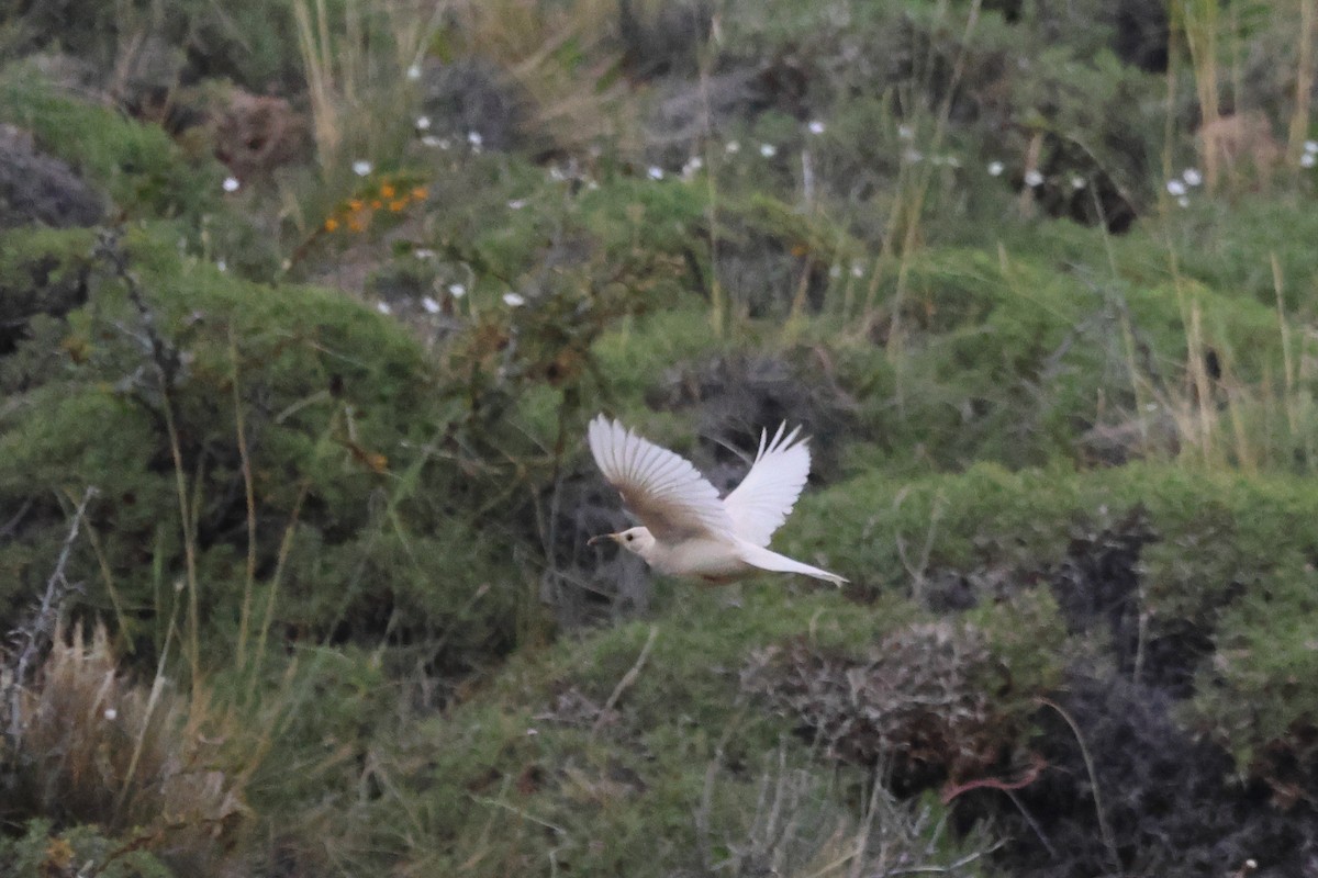 Scale-throated Earthcreeper - ML646740465